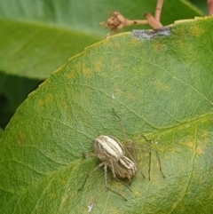 Oxyopes elegans at Latham, ACT - 17 Oct 2023 11:47 AM