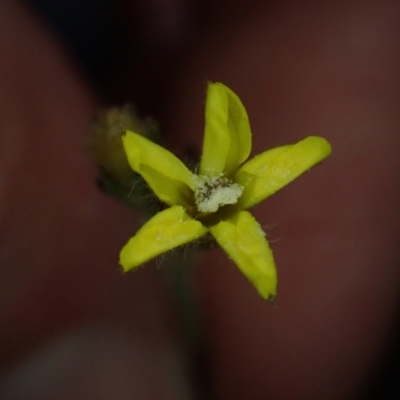 Goodenia stelligera (Wallum Goodenia) at Brunswick Heads, NSW - 3 Oct 2023 by coddiwompler