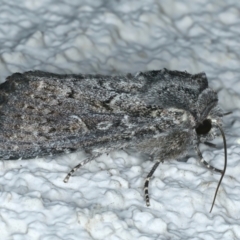 Dasygaster (genus) (A Noctuid moth) at Ainslie, ACT - 14 Oct 2023 by jb2602