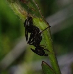 Rhytidoponera sp. (genus) (Rhytidoponera ant) at Brunswick Heads, NSW - 3 Oct 2023 by coddiwompler