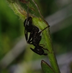 Rhytidoponera sp. (genus) at Brunswick Heads, NSW - 3 Oct 2023 by coddiwompler