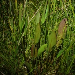 Liparophyllum exaltatum (Erect Marshflower) at Brunswick Heads, NSW - 3 Oct 2023 by coddiwompler