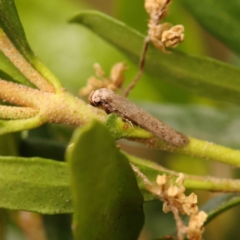 Blastobasis (genus) at Sullivans Creek, Turner - 15 Oct 2023 by ConBoekel