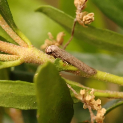 Blastobasis (genus) at Sullivans Creek, Turner - 15 Oct 2023 by ConBoekel