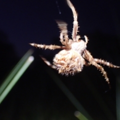 Backobourkia (genus) (An orb weaver) at Brunswick Heads, NSW - 3 Oct 2023 by coddiwompler