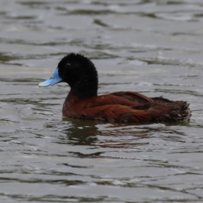 Oxyura australis (Blue-billed Duck) at Upper Stranger Pond - 16 Oct 2023 by RodDeb