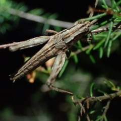 Catantopini sp. (tribe) (Unidentified grasshopper) at Brunswick Heads, NSW - 3 Oct 2023 by coddiwompler