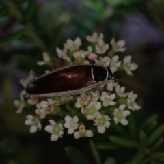 Johnrehnia concisa (A native cockroach) at Brunswick Heads, NSW - 3 Oct 2023 by coddiwompler