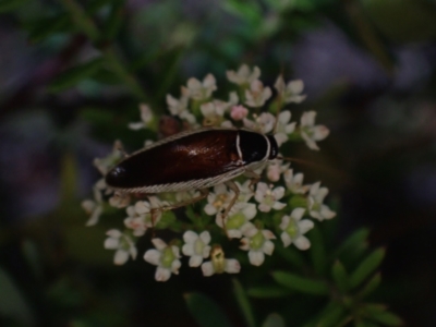 Johnrehnia concisa (A native cockroach) at Brunswick Heads, NSW - 3 Oct 2023 by coddiwompler