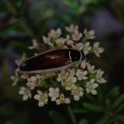 Johnrehnia concisa (A native cockroach) at Brunswick Heads, NSW - 3 Oct 2023 by coddiwompler