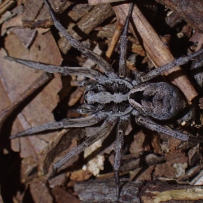 Unidentified Wolf spider (Lycosidae) at Brunswick Heads, NSW - 3 Oct 2023 by coddiwompler