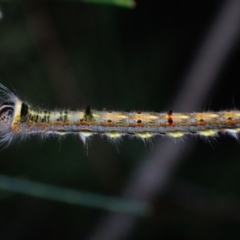 Pernattia pusilla at Brunswick Heads, NSW - 3 Oct 2023 by coddiwompler