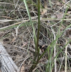 Diuris sulphurea at Bruce, ACT - 17 Oct 2023