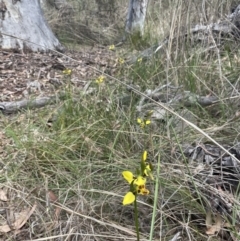 Diuris sulphurea at Bruce, ACT - 17 Oct 2023