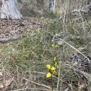 Diuris sulphurea at Bruce, ACT - 17 Oct 2023