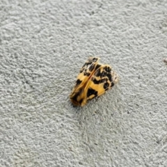 Ardices curvata (Crimson Tiger Moth) at Paddys River, ACT - 15 Oct 2023 by jac