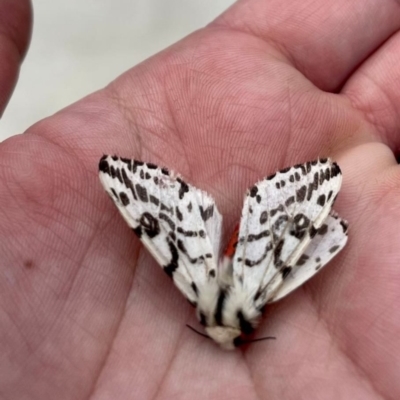 Ardices glatignyi (Black and White Tiger Moth (formerly Spilosoma)) at Paddys River, ACT - 15 Oct 2023 by jac