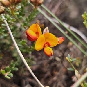 Mirbelia oxylobioides at Captains Flat, NSW - 17 Oct 2023