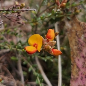 Mirbelia oxylobioides at Captains Flat, NSW - 17 Oct 2023