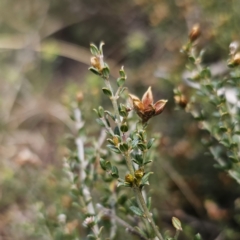 Mirbelia oxylobioides at Captains Flat, NSW - 17 Oct 2023