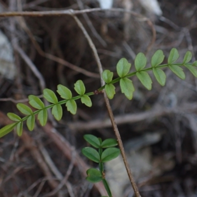 Pandorea pandorana (Wonga Wonga Vine) at Brunswick Heads, NSW - 12 Oct 2023 by coddiwompler