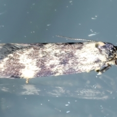 Barea codrella (A concealer moth) at Ainslie, ACT - 14 Oct 2023 by jb2602