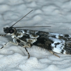 Eudonia protorthra at Ainslie, ACT - 14 Oct 2023 08:14 PM