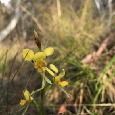 Diuris sulphurea (Tiger Orchid) at Lower Borough, NSW - 13 Oct 2023 by mcleana