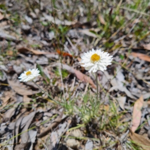 Leucochrysum albicans subsp. tricolor at Bruce, ACT - 17 Oct 2023