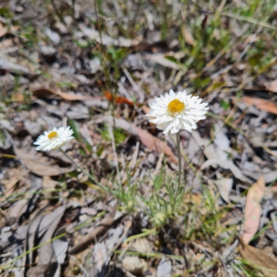 Leucochrysum albicans subsp. tricolor (Hoary Sunray) at Bruce, ACT - 17 Oct 2023 by WalkYonder