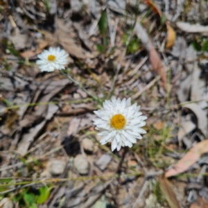 Leucochrysum albicans subsp. tricolor at Bruce, ACT - 17 Oct 2023 12:26 PM