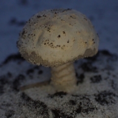 Unidentified Cap on a stem; gills below cap [mushrooms or mushroom-like] at Brunswick Heads, NSW - 12 Oct 2023 by coddiwompler