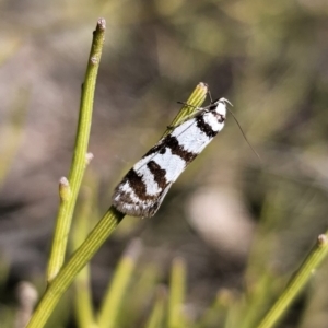 Philobota impletella Group at Captains Flat, NSW - 17 Oct 2023