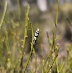 Philobota impletella Group at Captains Flat, NSW - 17 Oct 2023