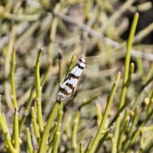 Philobota impletella Group at Captains Flat, NSW - 17 Oct 2023