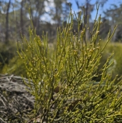 Omphacomeria acerba (Leafless Sour-bush) at Captains Flat, NSW - 17 Oct 2023 by Csteele4