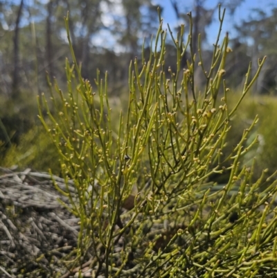 Omphacomeria acerba (Leafless Sour-bush) at Captains Flat, NSW - 17 Oct 2023 by Csteele4