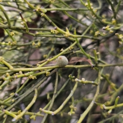 Omphacomeria acerba at Captains Flat, NSW - 17 Oct 2023