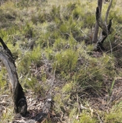 Omphacomeria acerba at Captains Flat, NSW - 17 Oct 2023