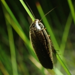 Molytria perplexa (Bark Cockroach) at Brunswick Heads, NSW - 12 Oct 2023 by coddiwompler