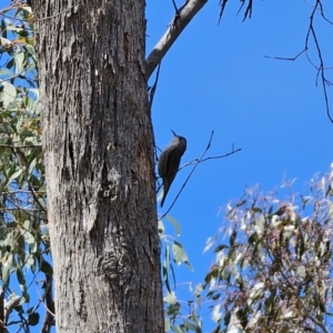 Cormobates leucophaea at Captains Flat, NSW - 17 Oct 2023