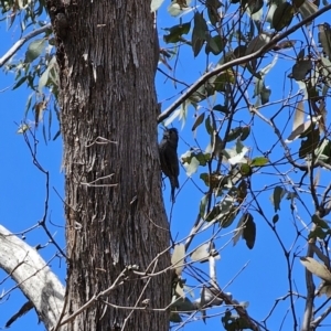 Cormobates leucophaea at Captains Flat, NSW - 17 Oct 2023