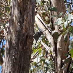 Cormobates leucophaea at Captains Flat, NSW - 17 Oct 2023