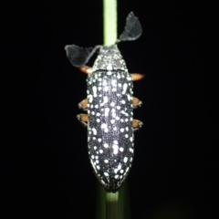Rhipicera (Agathorhipis) sp. (genus) (Feather or Fan-horned Beetles) at Brunswick Heads, NSW - 3 Oct 2023 by coddiwompler