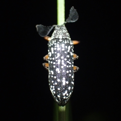 Rhipicera (Agathorhipis) sp. (genus) (Feather or Fan-horned Beetles) at Brunswick Heads, NSW - 3 Oct 2023 by coddiwompler