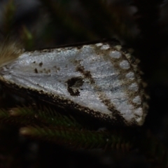 Epicoma (genus) at Brunswick Heads, NSW - 12 Oct 2023 by coddiwompler