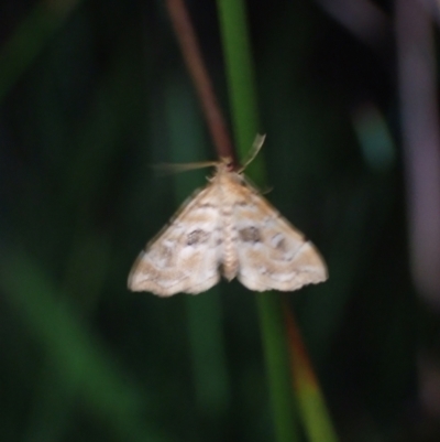 Unidentified Pyralid or Snout Moth (Pyralidae & Crambidae) at Brunswick Heads, NSW - 12 Oct 2023 by coddiwompler