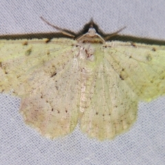Aeolochroma quadrilinea (A Geometer moth (Geometrinae)) at Sheldon, QLD - 22 Sep 2007 by PJH123