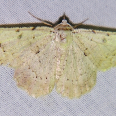 Aeolochroma quadrilinea (A Geometer moth (Geometrinae)) at Sheldon, QLD - 22 Sep 2007 by PJH123