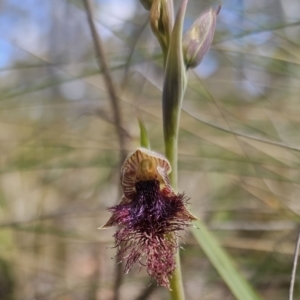 Calochilus platychilus at Captains Flat, NSW - suppressed